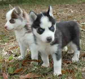 Two AKC Siberian Husky Litters Coming