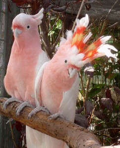 Cockatoos are available for sale