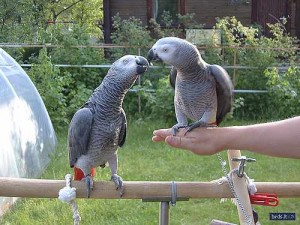 christmas caro singing ,Beautiful Pair of African gray parrots for good homes Our birds are 6 months old .,have a Good vocab