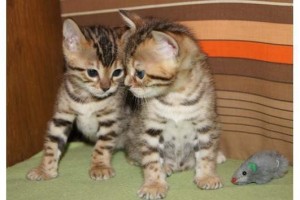 Well trained bengal kittens