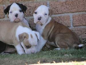 Healthy French Bulldog puppies