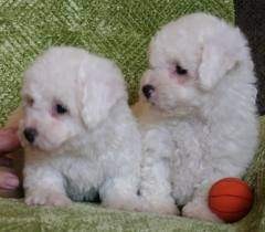 available lovely and cute Bichon puppies
