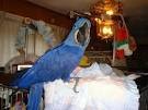 Charming pair of Hyacinth Macaw Parrots for sale