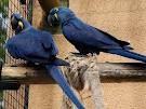 Cute hyacinth macaw birds for adoption