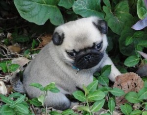 Home Trained Male And female pug puppies for sale now ready to go home.