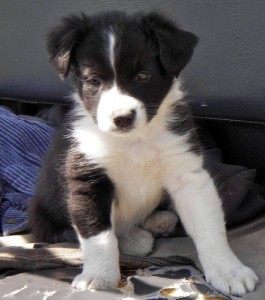 Male &amp; Female Siberian Husky Puppies