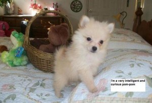 Healthy and Home Raised Pomeranian puppies for loving and caring home
