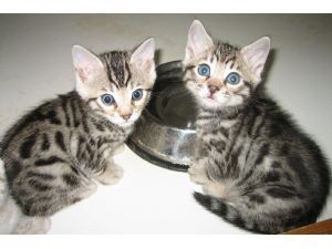 Home Trained Male And female bengal kittens for sale now ready to go home.