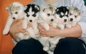 Charming Blue eyes Siberian Husky Puppies