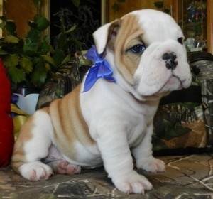 xmass  English bulldog  Puppies For Sale
