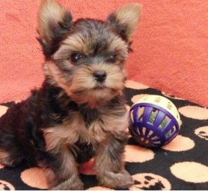 Male And female teacup Yorkie puppies