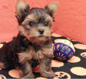 teacup Yorkie puppies