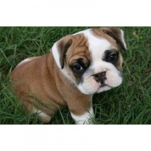 Cute English bulldog  Puppies For Sale