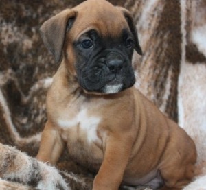 Cute  Boxer Puppies for Sale
