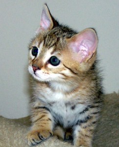 male and female F2 Savannah kitten available to a loving home at afordable prices