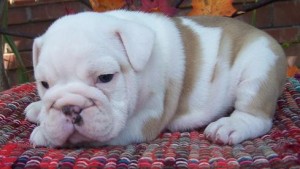 10 Weeks old English bulldog puppies