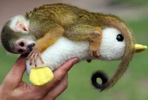 available squirrel monkey for free adoption