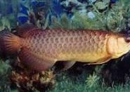 Top Quality Arowana Fishes