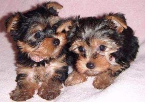 Two Cute and Adorable Yorkie puppies for adoption