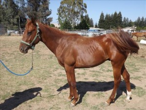 2 Yr. Old AQHA Stud Colt MOTIVATED TO SELL - owner sick - OBO $3,750