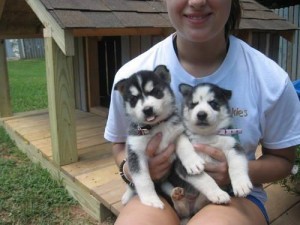 Gorgeous husky siberian puppies seeking for new home