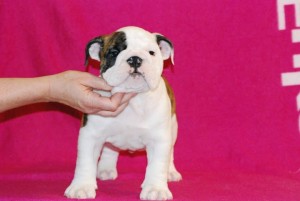 CUTE CHRISTMAS ENGLISH BULLDOG PUPPIES FOR ADOPTION