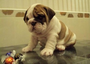 Beautiful English Bulldog puppies For Adoption