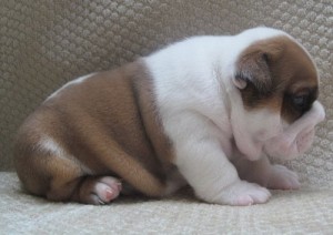 AKC English Bulldog Puppies For  Adoption Xmass