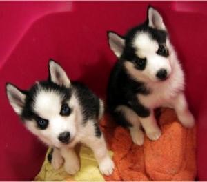 Perfect AKC Registered Siberian husky puppies
