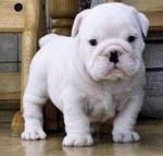 Magnificent Akc English bulldog Puppies Ready For Free Adoption