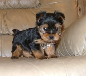 Pure Bred Yorkie puppies available