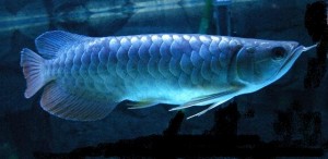 Healthy Arowana Fishes For Sale