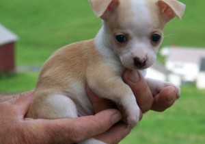 Lovely tea cup Chihuahua puppies for new homes