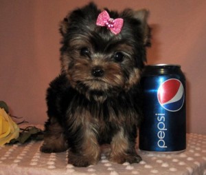 precious tecup yorkshire terrier puppies for nice home