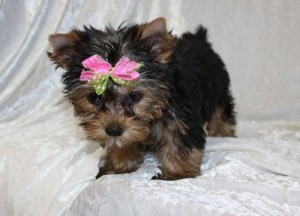good tecup yorkshire terrier puppies for nice home