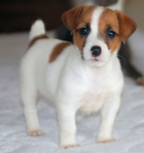 Male and female jack russel puppies for adoption