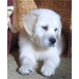 Golden retriever puppies available for good loving families