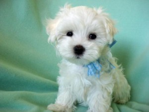 Adorable Maltese Puppies For Re-homing