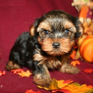 X-Mass Yorkie Puppies