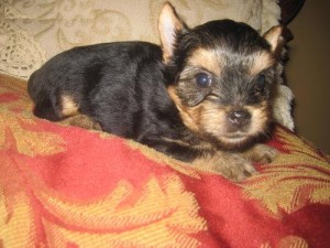 homely raised Yorkie Puppies