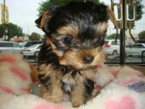 Akc Champion Yorkie probably parti