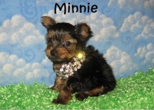 Minnie Yorkie Puppies