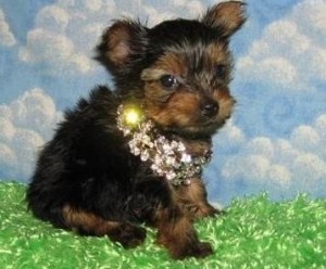 Good Temperament Yorkie Puppies