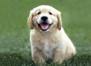 golden retriever puppy on fast adoption