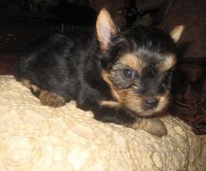 Well Socialized Yorkie Puppies