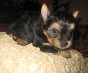 Well Socialized Yorkie Puppies