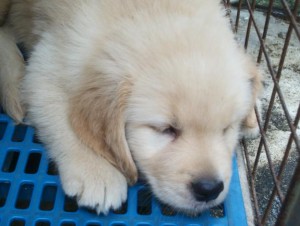 golden retriever puppies with pedigree