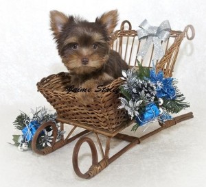 Brilliant Yorkie Puppies