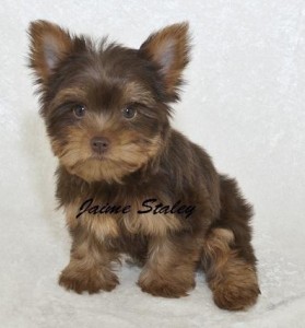Soft Yorkie Puppies
