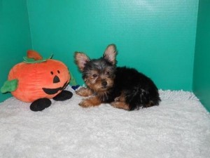 Omnipotence Yorkie Puppies